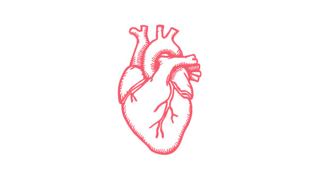 Human Heart Illustration: A detailed, stylized illustration of a human heart, representing the vital organ of the circulatory system. This artwork conveys the essence of life and health.