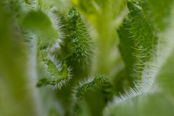 Green leaves of thistle style with thorns in detail macro abstraction