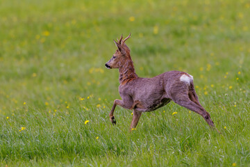 Rehbock (Capreolus capreolus)