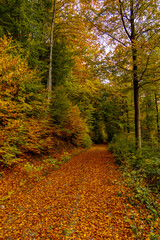 Fototapeta premium Eine wunderschöne kleine Wanderung durch den Herbst im Südwesten des Thüringer Waldes rund um Schmalkalden - Thüringen - Deutschland