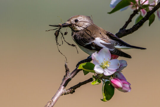 Halsbandschn&auml;pper (Ficedula albicollis) Weibchen mit Nistmaterial