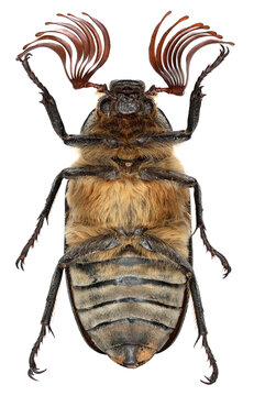 Chafer beetle Polyphylla fullo. Insect viewed from the ventral side, isolated on a white background. Male with majestic antennae.