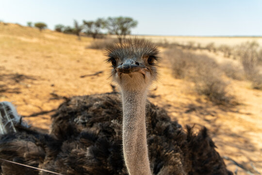 Close-up of an ostrich looking into the camera in a dry African savannah landscape.