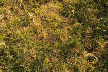 Fototapeta premium High angle view of green grass and dry leaves for texture and nature related design projects use case