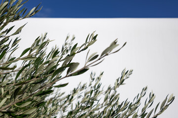 lush olive tree branches on white backdrop. mediterranean vibe. clean green foliage in minimalist composition. natural artistic design. nature inspired