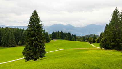 minimalist vibrant green alpine landscape with tall pine trees. green rolling hills with mountain view. fresh alpine valley surrounded by