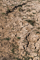 Cracked earth texture dry soil ground with sparse vegetation drought land arid climate global warming