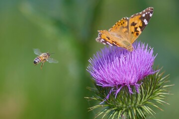 Nice individual of painted lady butterfly feeding on thistle blossom