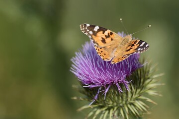 Nice individual of painted lady butterfly feeding on thistle blossom
