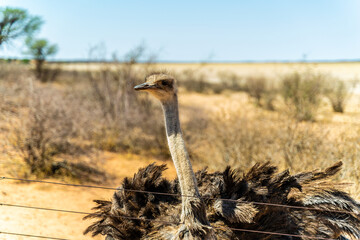 Close-up of an ostrich looking into the camera in a dry African savannah landscape.