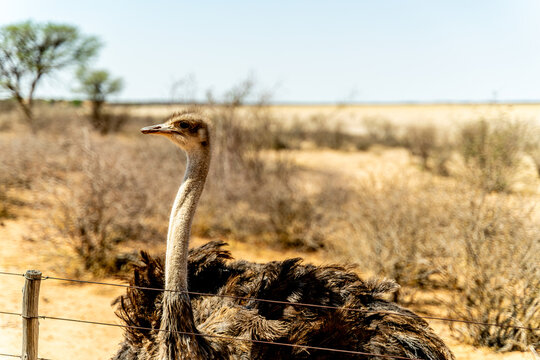 Close-up of an ostrich looking into the camera in a dry African savannah landscape. - Powered by Adobe