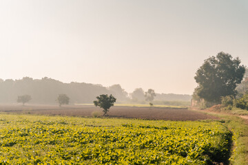 Serene rural landscape view of farmland with trees at sunrise or sunset in a misty morning scene