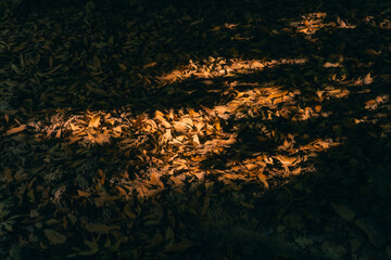 Autumn leaves ground cover with sunlight nature photography for fall season landscape outdoor scene