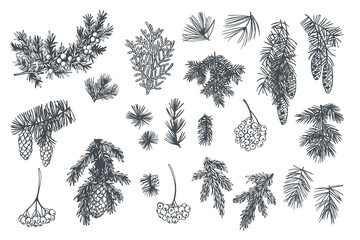 Hand-drawn branches and cones of coniferous trees. Christmas plants. Vector sketch illustration.