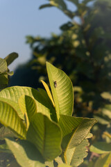 Macro photography of a tiny insect on a green leaf in nature with bright sunlight and blue sky above