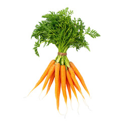 Fresh Bunch of Carrots with Green Tops Isolated on Transparent Background