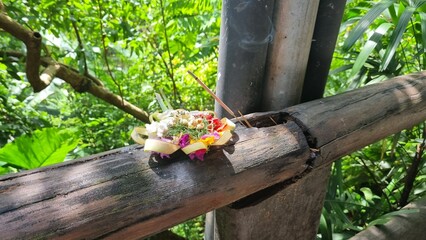 flowers in the garden