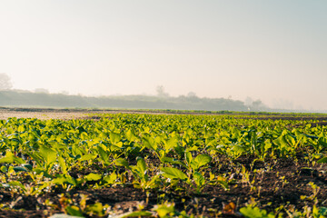 Agriculture field with green crops and plants farming for healthy food production and harvest season