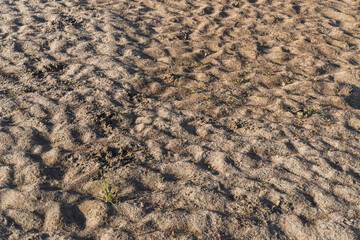 Texture of sand ground with small plants and footprints for design element and creative projects use