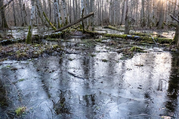 Fallen trees in the Bialowieza Forest.
