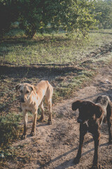 Two stray animals in nature photography domestic animals canine friends outdoor scene nature animals