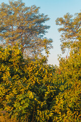 Lush green foliage and trees against a bright sky perfect for nature landscape photography use case
