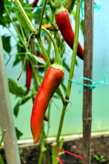 Close up of a mature red Paprika chilli growing in a polytunnel
