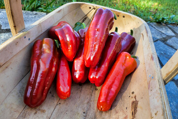 Sussex trug being filled with freshly harvested red peppers