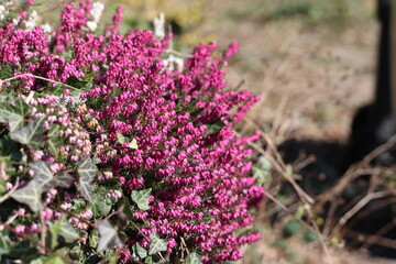 Dense clump of bright pink heather flowers (Calluna vulgaris or Erica).