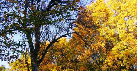 Fototapeta premium Paysage de nature, feuillage aux couleurs d’automne jaune et orangé