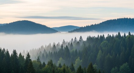 A serene and tranquil landscape of rolling hills covered in a dense evergreen forest with a thick layer of morning fog settling in the valley