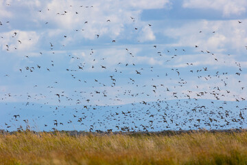 A large flock of birds flies on a lake with reeds