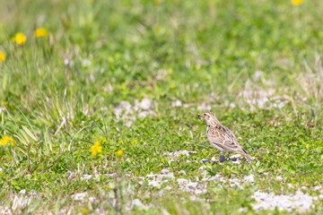 Lark (Melanocorypha calandra) sits on  a field