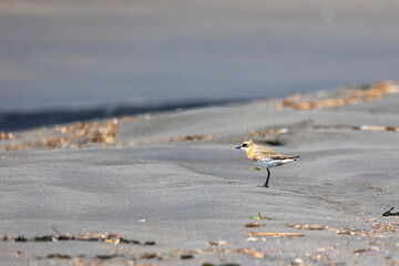 A Siberian sand plover (Anarhynchus mongolus) stands on a sandy shore