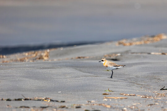 A Siberian sand plover (Anarhynchus mongolus) stands on a sandy shore