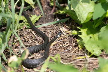 Grass snake lies on old foliage. Close up