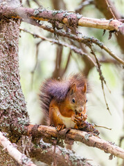 Red squirrel eating pine cone in Vysoke Tatry mountains