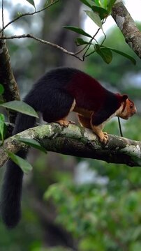 Tiny paws on branches high
Dancing softly &lsquo;neath the sky
Curious heart,so small so free
A forest whisper wild with glee