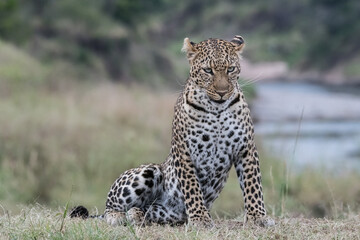 African leopard near river 
