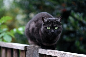 Black cat sits on wooden fence and looks at camera. Horizontal image with selective focus. 