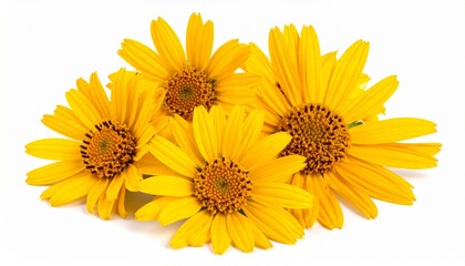 Naklejka premium Cluster of Bright Yellow Flowers with Elongated Petals and Central Discs Symbolizing Botanical Beauty Seasonal Joy and Editorial Styling for Nature and Lifestyle Use