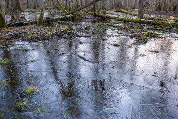Frozen swamp in the Białowieża Forest.