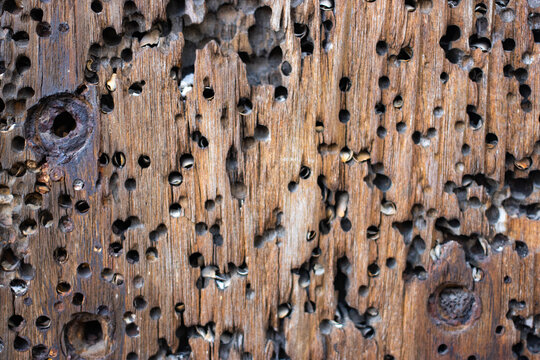 Wood submerged in seawater with small holes caused by attacks by marine borers.