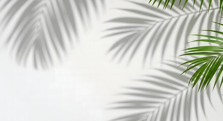 Obraz premium Elegant palm fronds cast gentle shadows on a clean white backdrop creating a tranquil tropical vibe