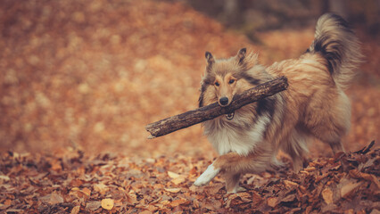 Rough Collie sable jung mit großem Stock im Maul läuft im Wald, Portrait