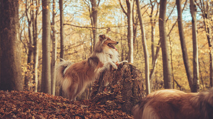 Schöner rough Collie sable zobel steht mit den Vorderpfoten auf einem Baumstumpf im herbstlichen...