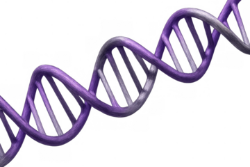 Purple dna helix structure representing genetics, biology, research, and scientific discovery on a transparent background