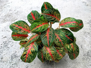 Red-Green Ornamental Plant on Concrete Background. The image highlights natural patterns, tropical beauty, and the elegance of indoor or outdoor ornamental plants