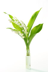 bouquet de muguet sur fond blanc