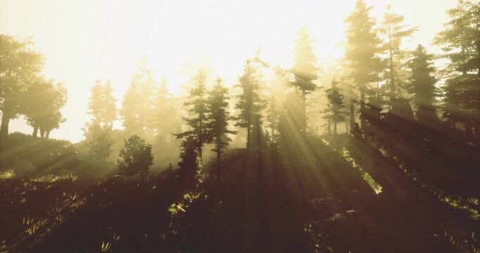 Soft rays of golden sunlight break through the tall evergreen trees in a serene forest at dawn, creating a tranquil atmosphere filled with natural beauty and warmth.